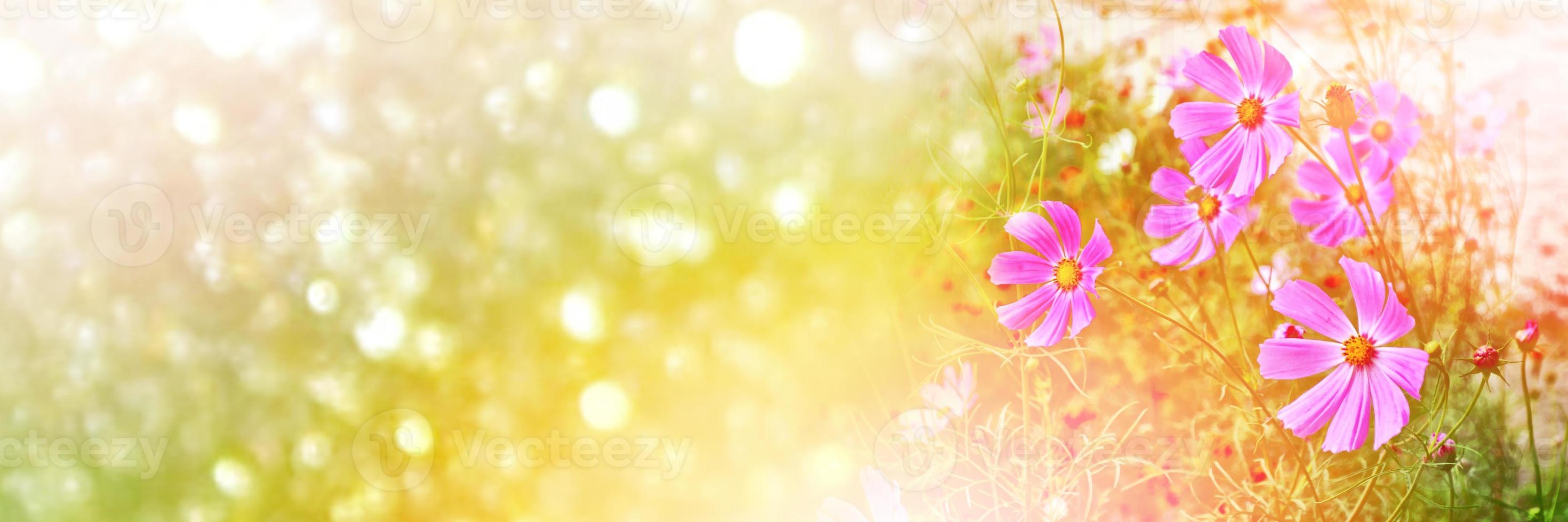 flores de cosmos de colores sobre un fondo de paisaje de verano. foto