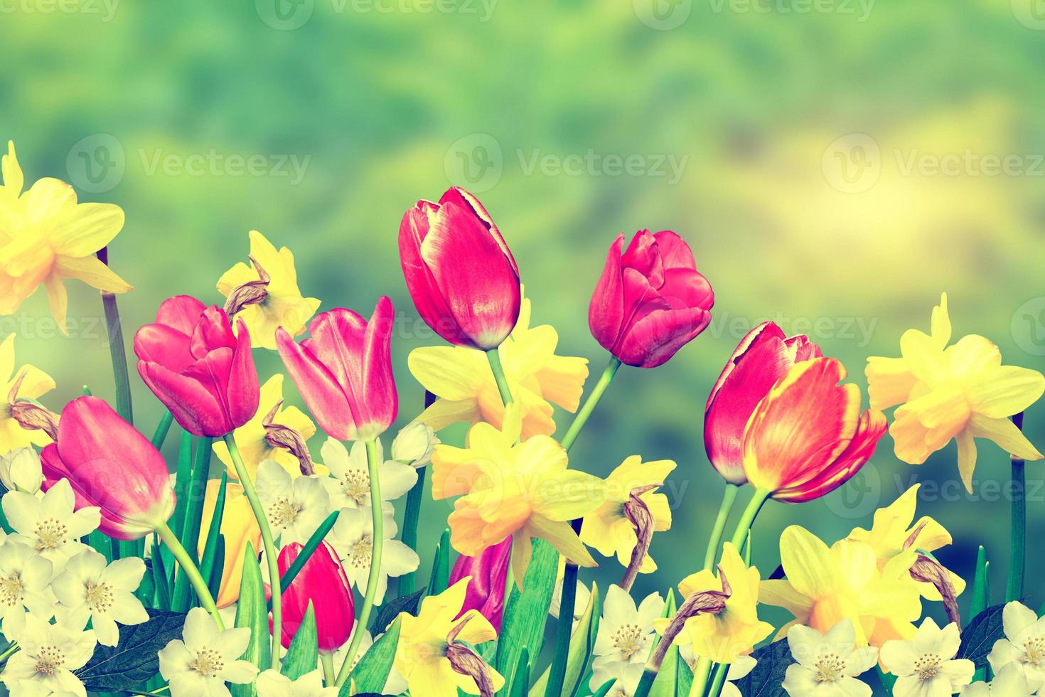 Spring flowers daffodils and tulips photo