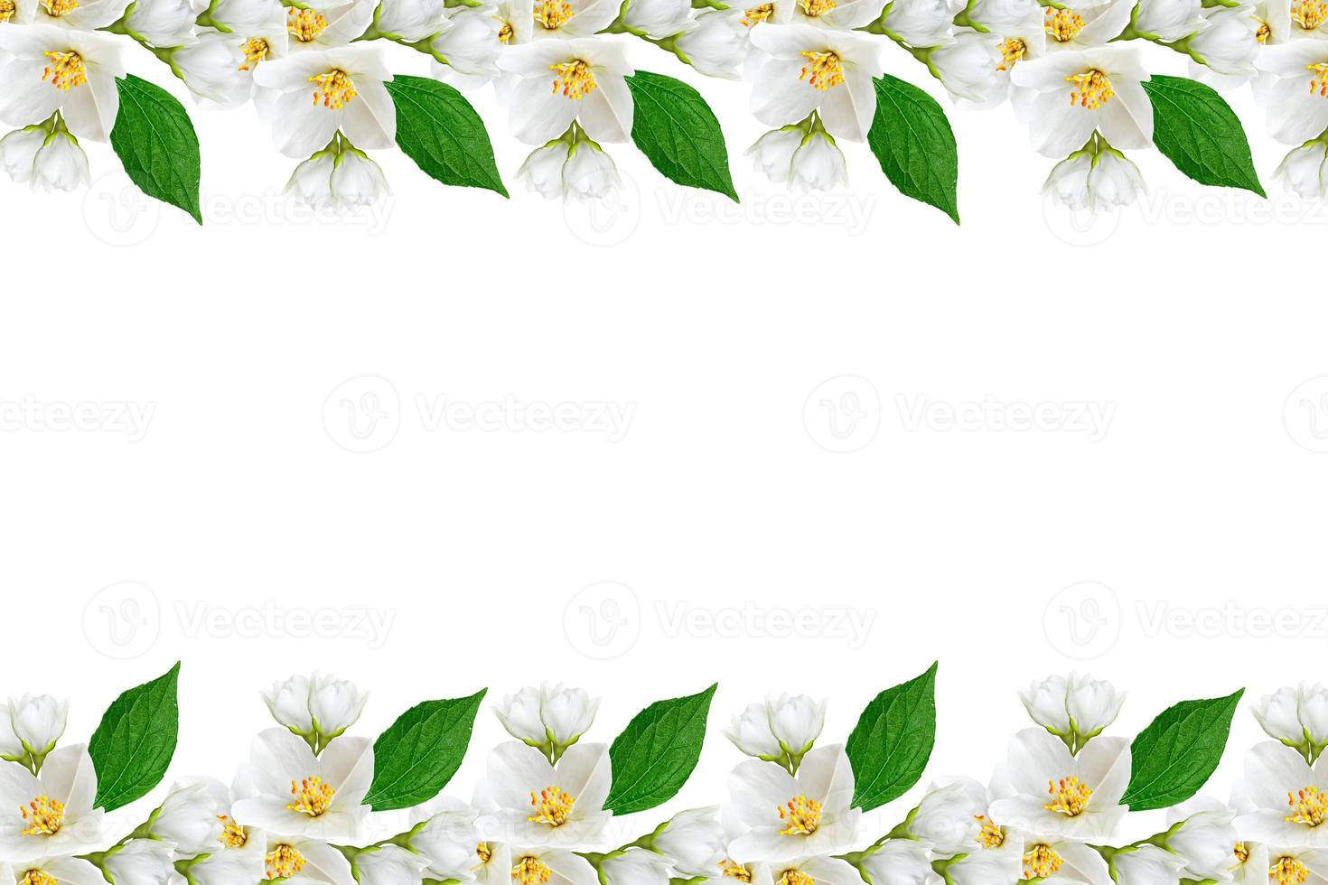 branch of jasmine flowers isolated on white background photo