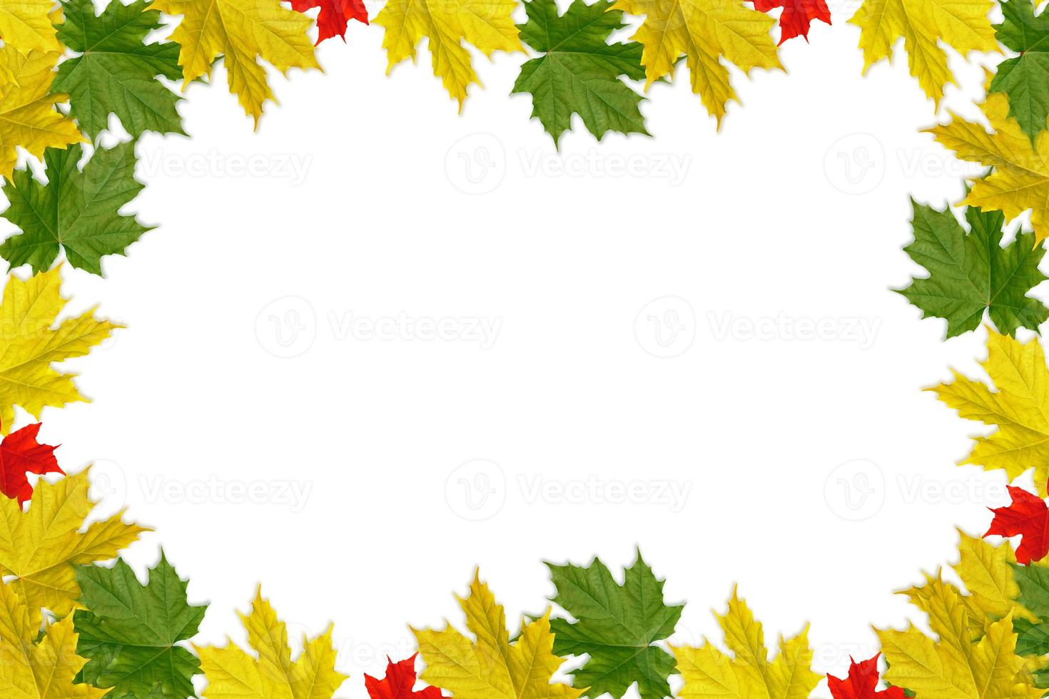 Bright colorful autumn foliage photo