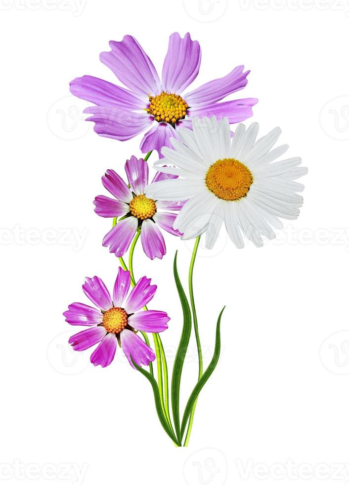 Cosmos flowers isolated on white background photo