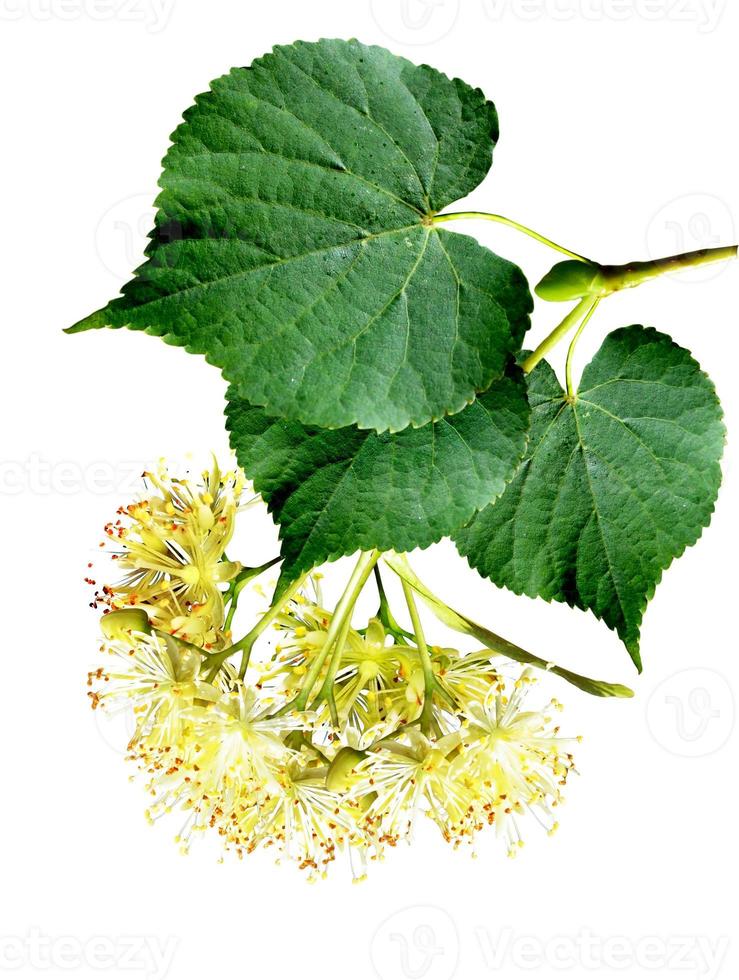 linden flowers on a white background photo