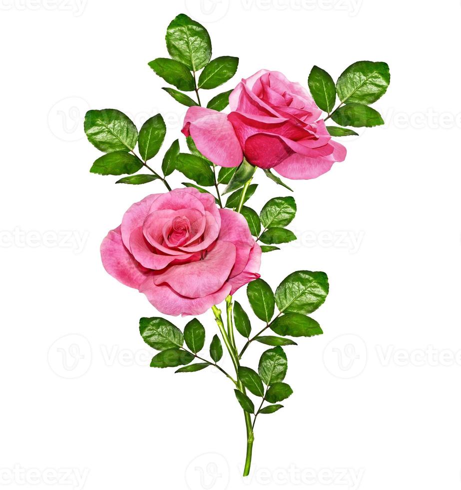 flower buds of roses isolated on white background photo