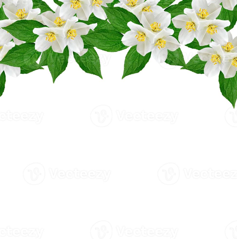 White jasmine flower. photo
