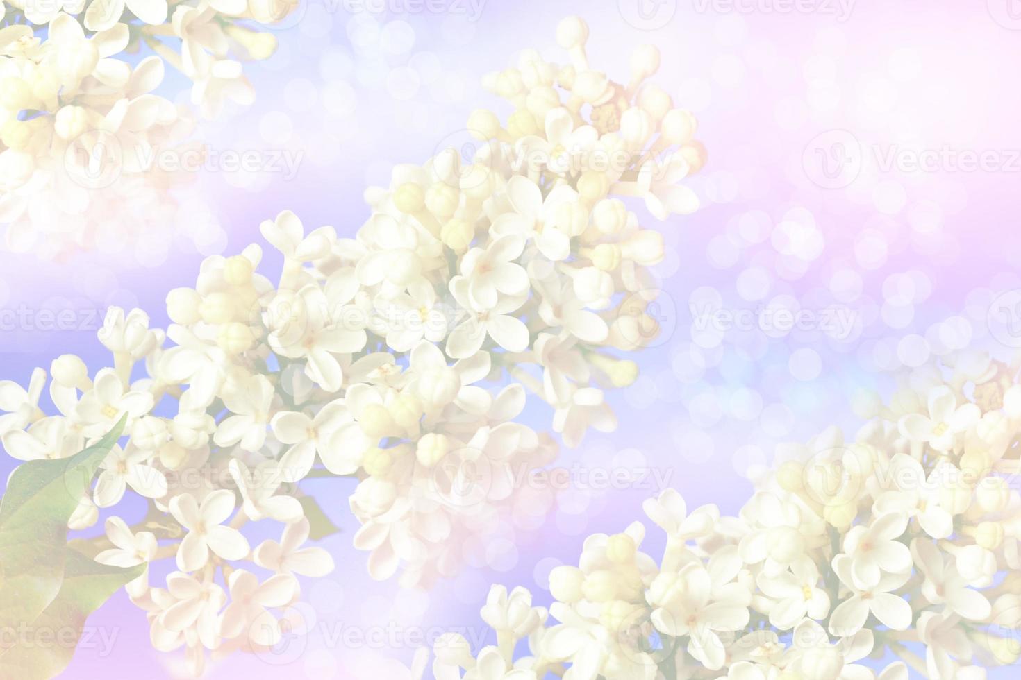 Bunches of flowers of lilac photo