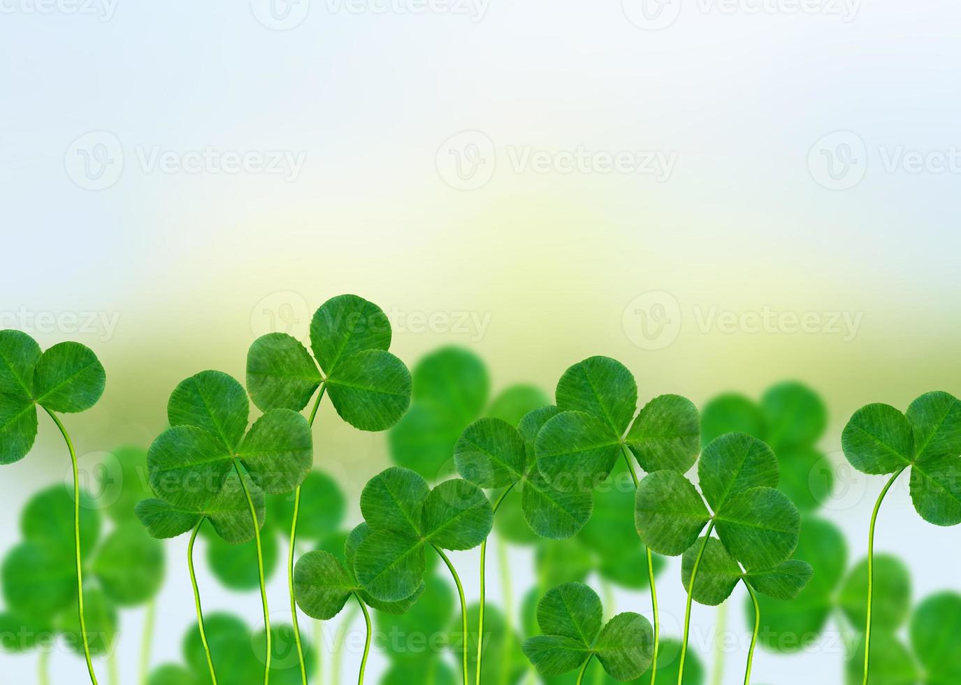 Summer landscape. Meadow. Clover. photo