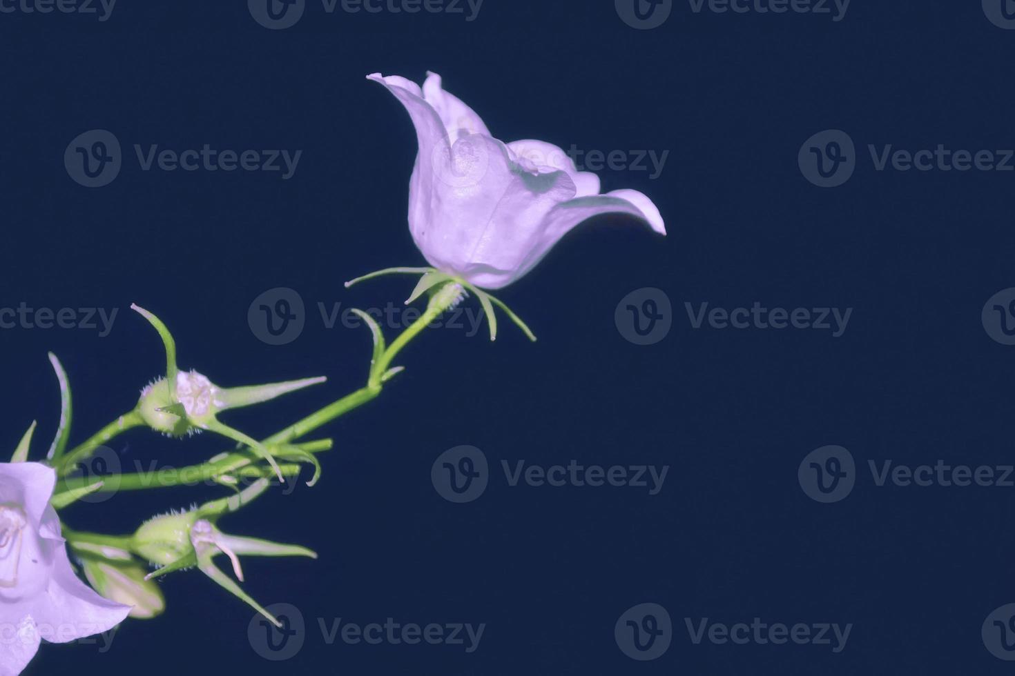 Bright and colorful flowers bells. Floral background. photo
