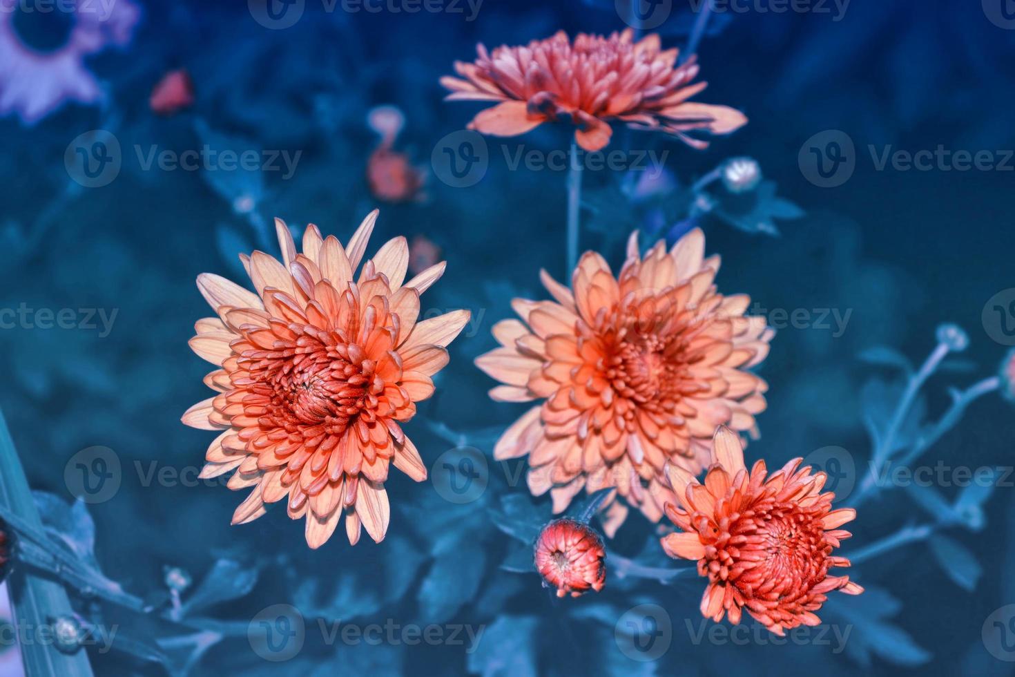 Colorful chrysanthemum flowers on a background of the autumn landscape photo