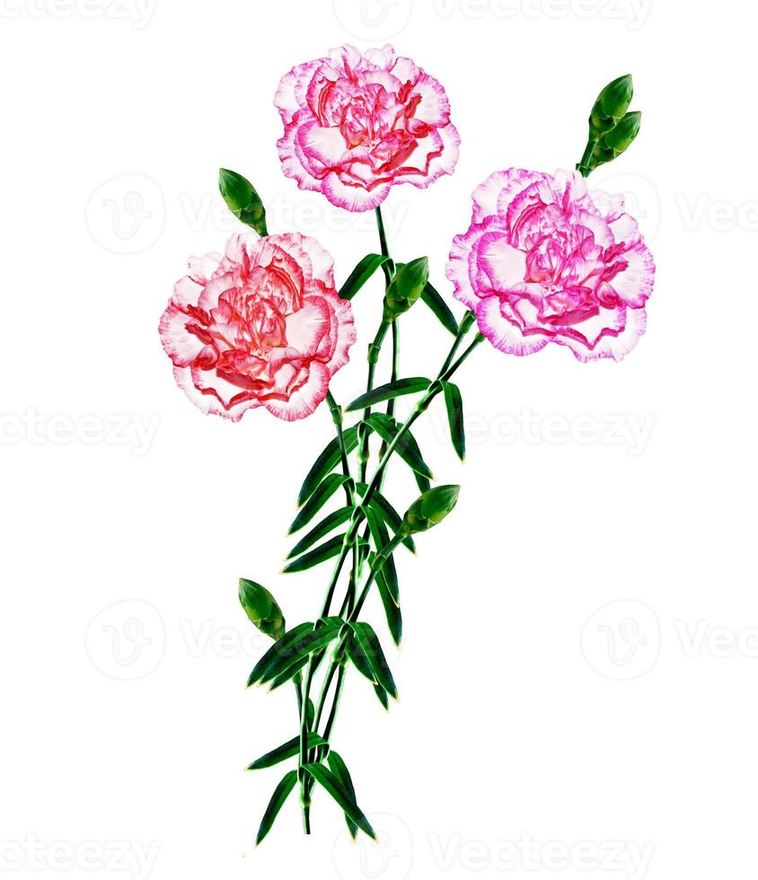 Bouquet of flowers carnation. photo