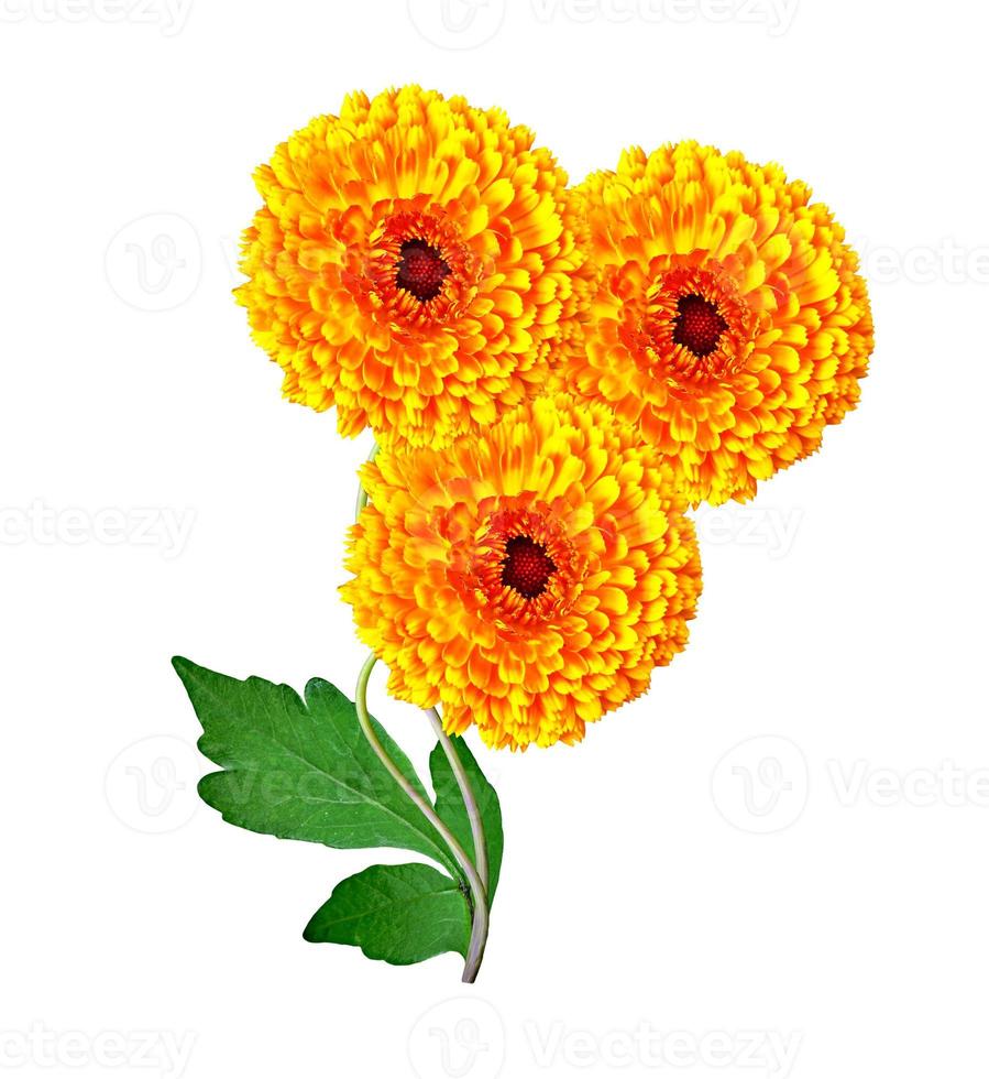 Flowers isolated on white background. photo