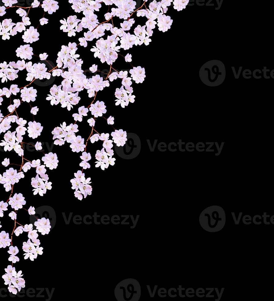 Beautiful delicate white flowers of apple blossom isolated on black background. branch photo