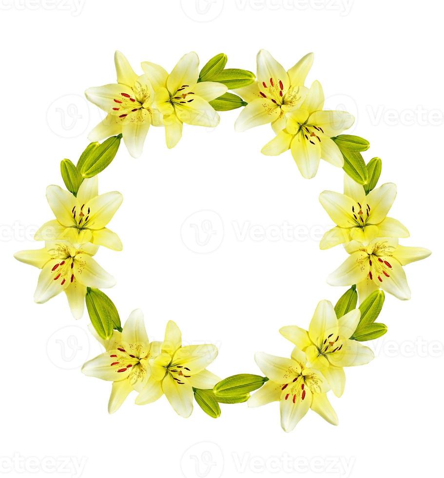 Flower lily isolated on white background. photo
