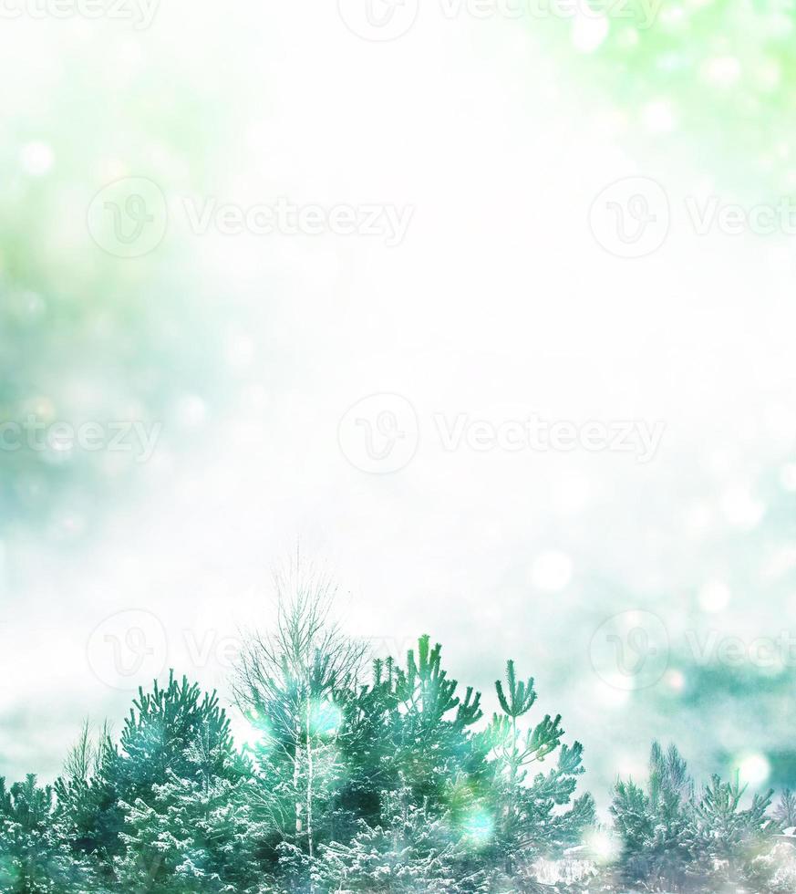 Frozen winter forest with snow covered trees. photo