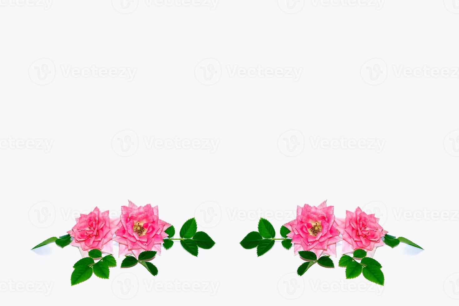 Flower bud roses on a white background photo