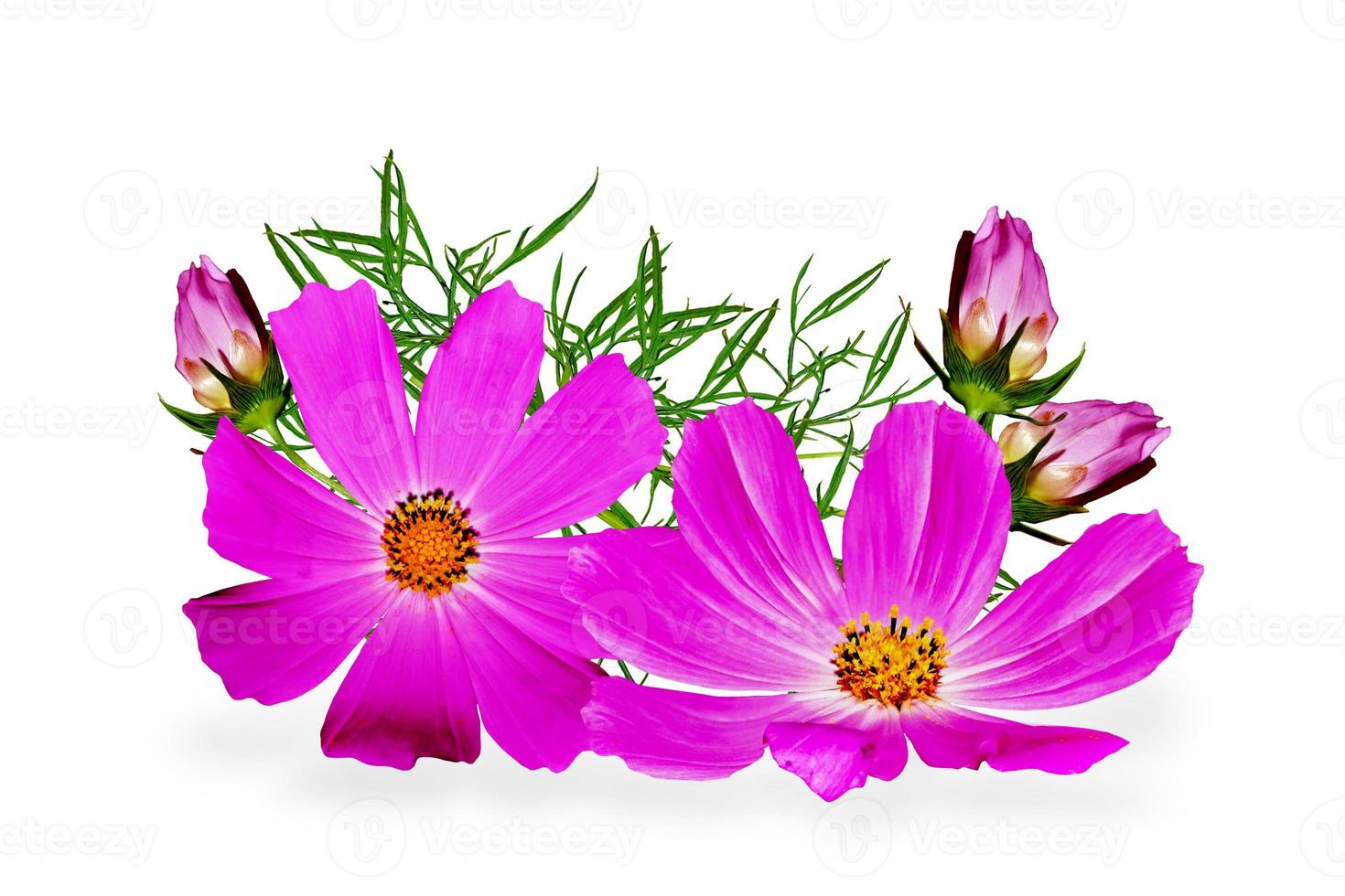 Cosmos flowers isolated on white background photo