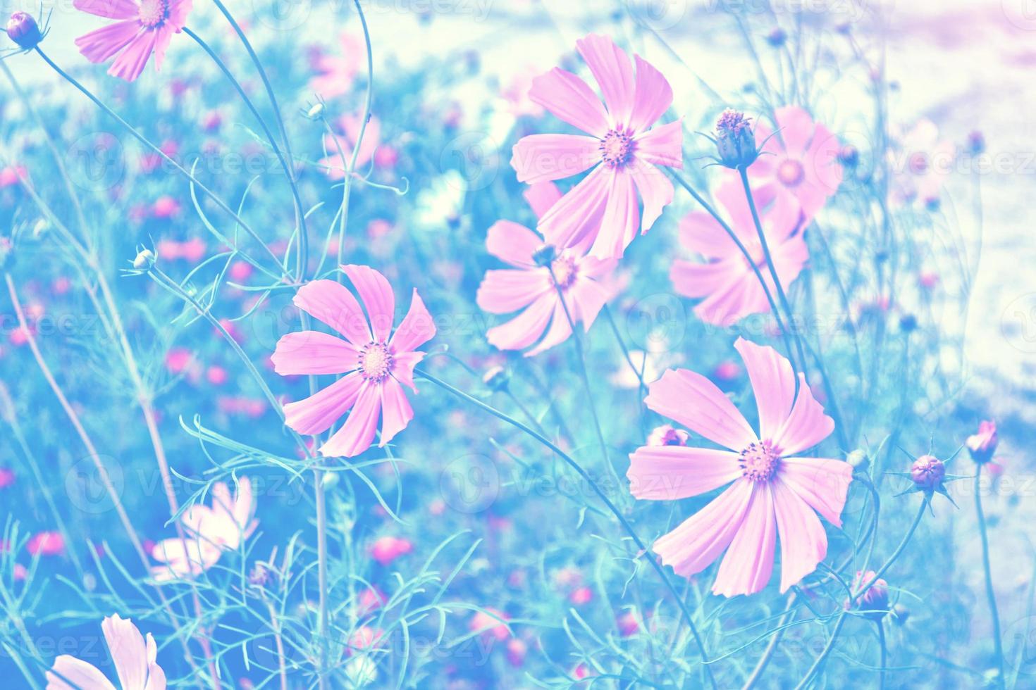 colorful cosmos flowers on a background summer landscape photo