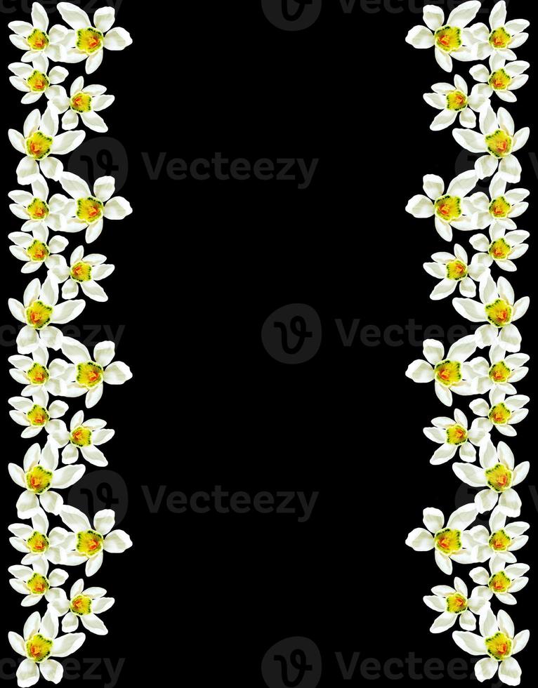 snowdrop flower isolated on black background photo
