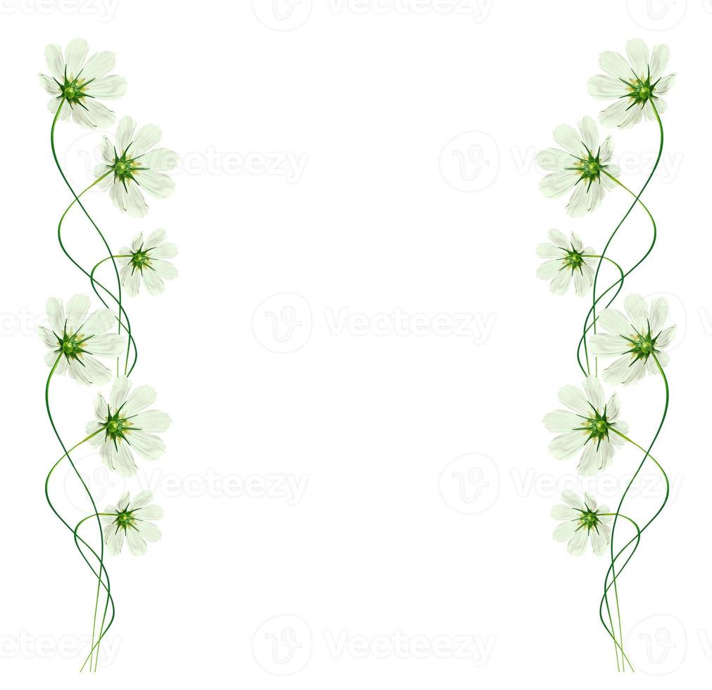 daisies summer flower isolated on white background. photo