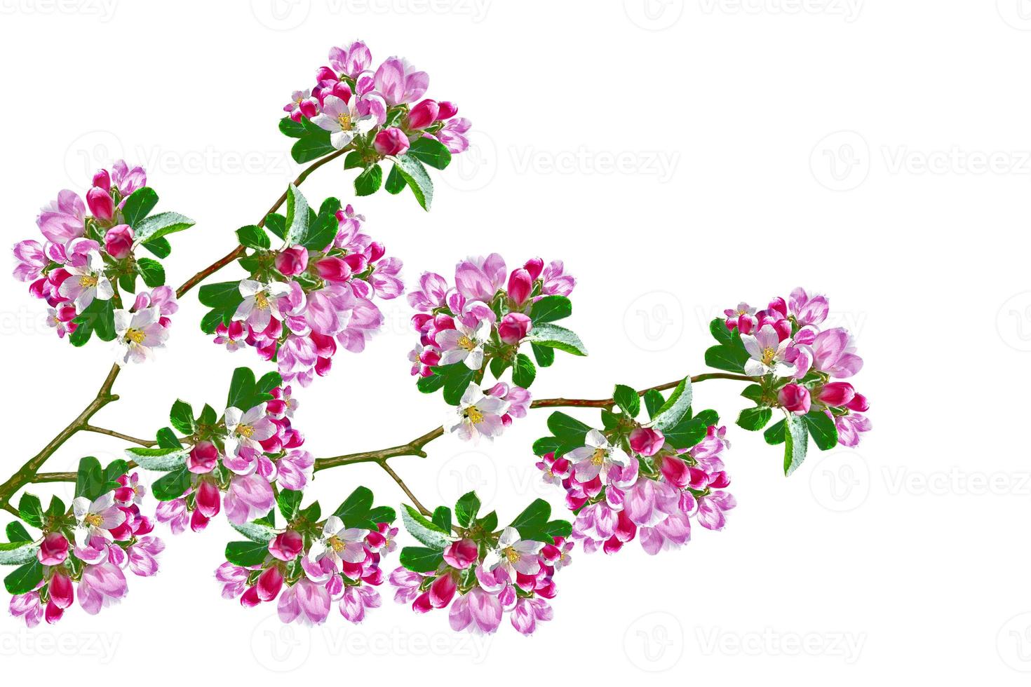 Flowering branch of apple isolated on a white background. Spring photo