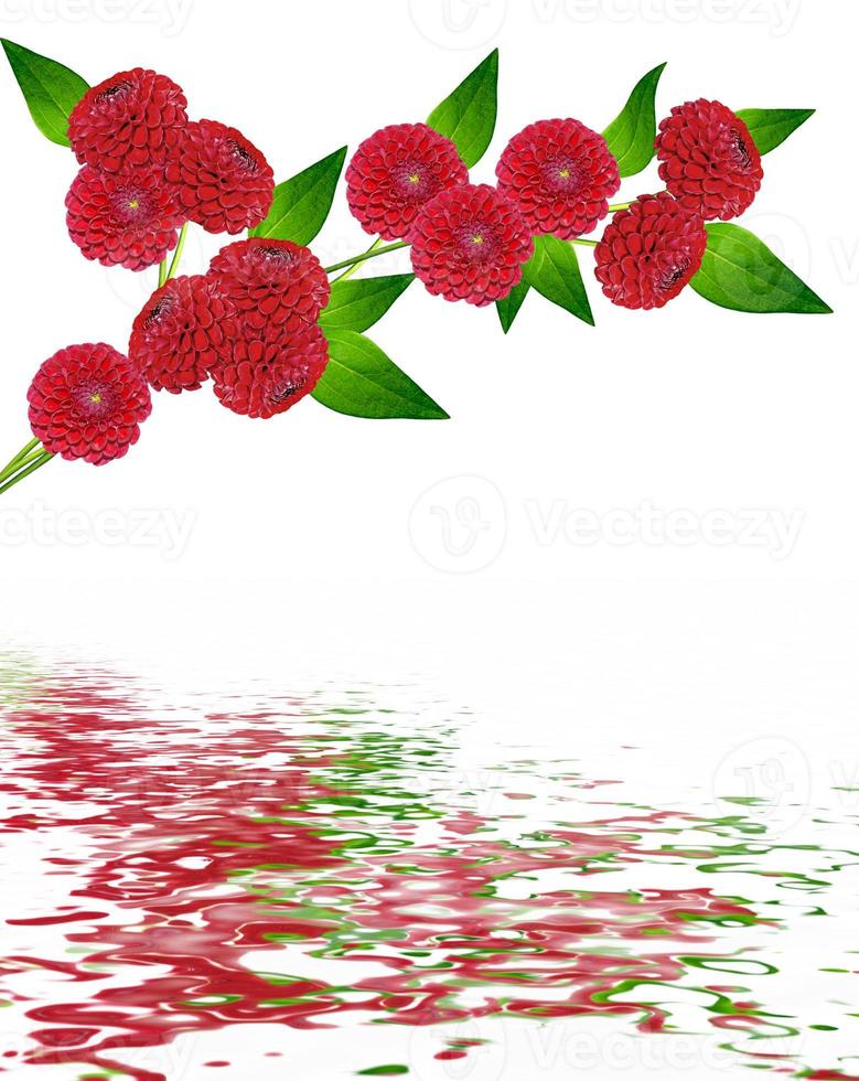 Dahlia flower isolated on white background photo