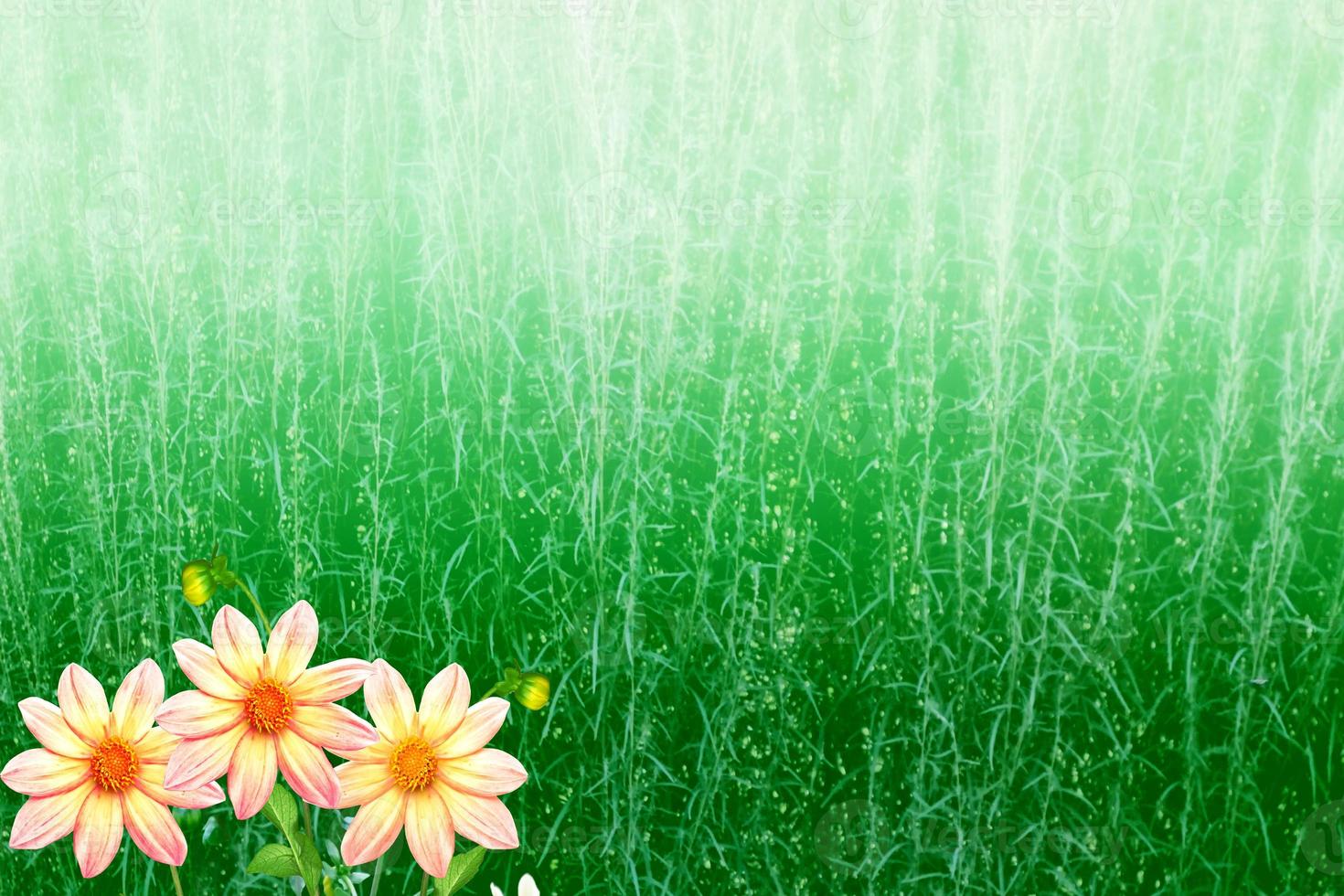 Colorful  flowers dahlia on the background of the summer landscape photo