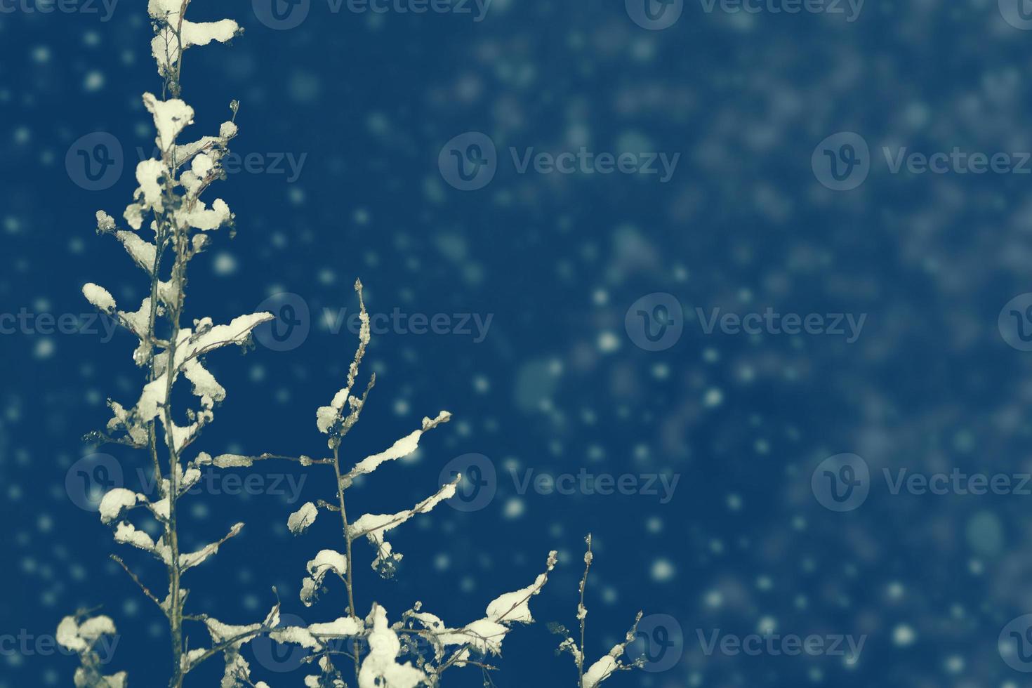 Frozen winter forest with snow covered trees. photo