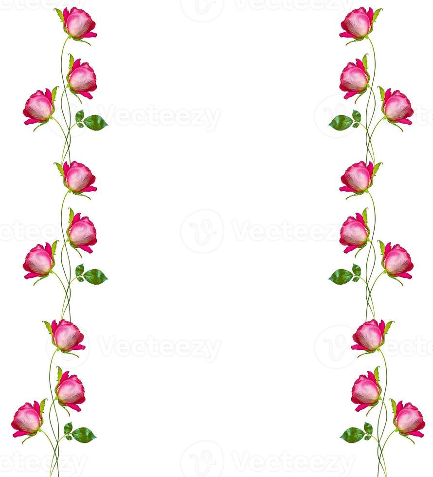 flower buds of roses isolated on white background photo