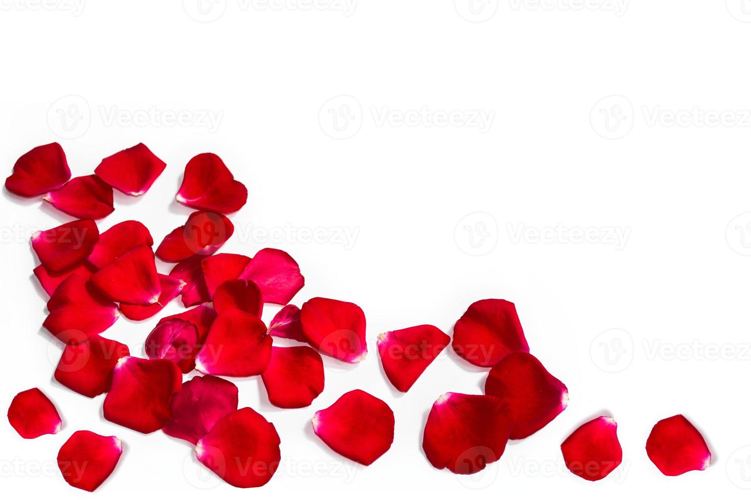 Red rose petals photo