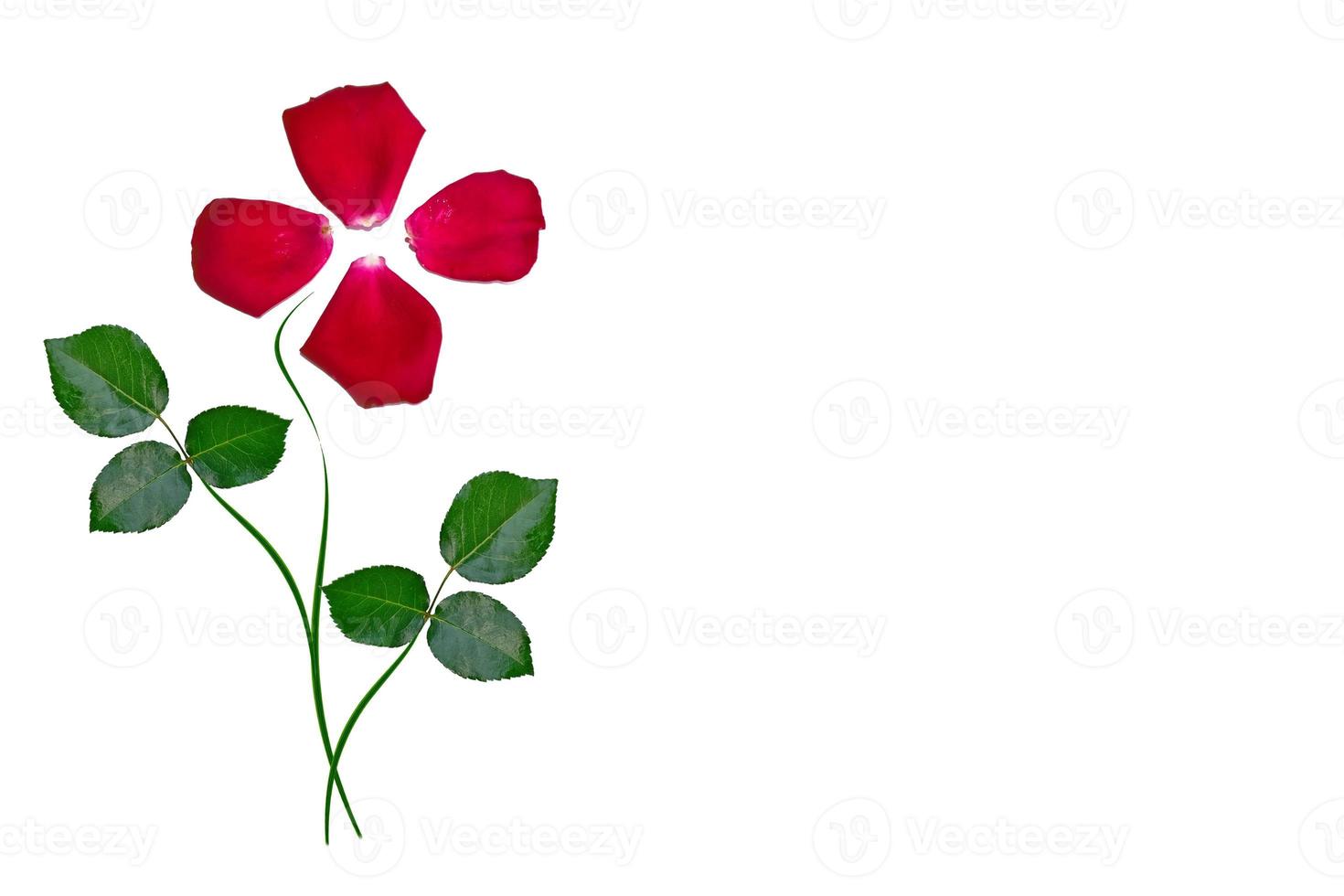 Red rose petals photo