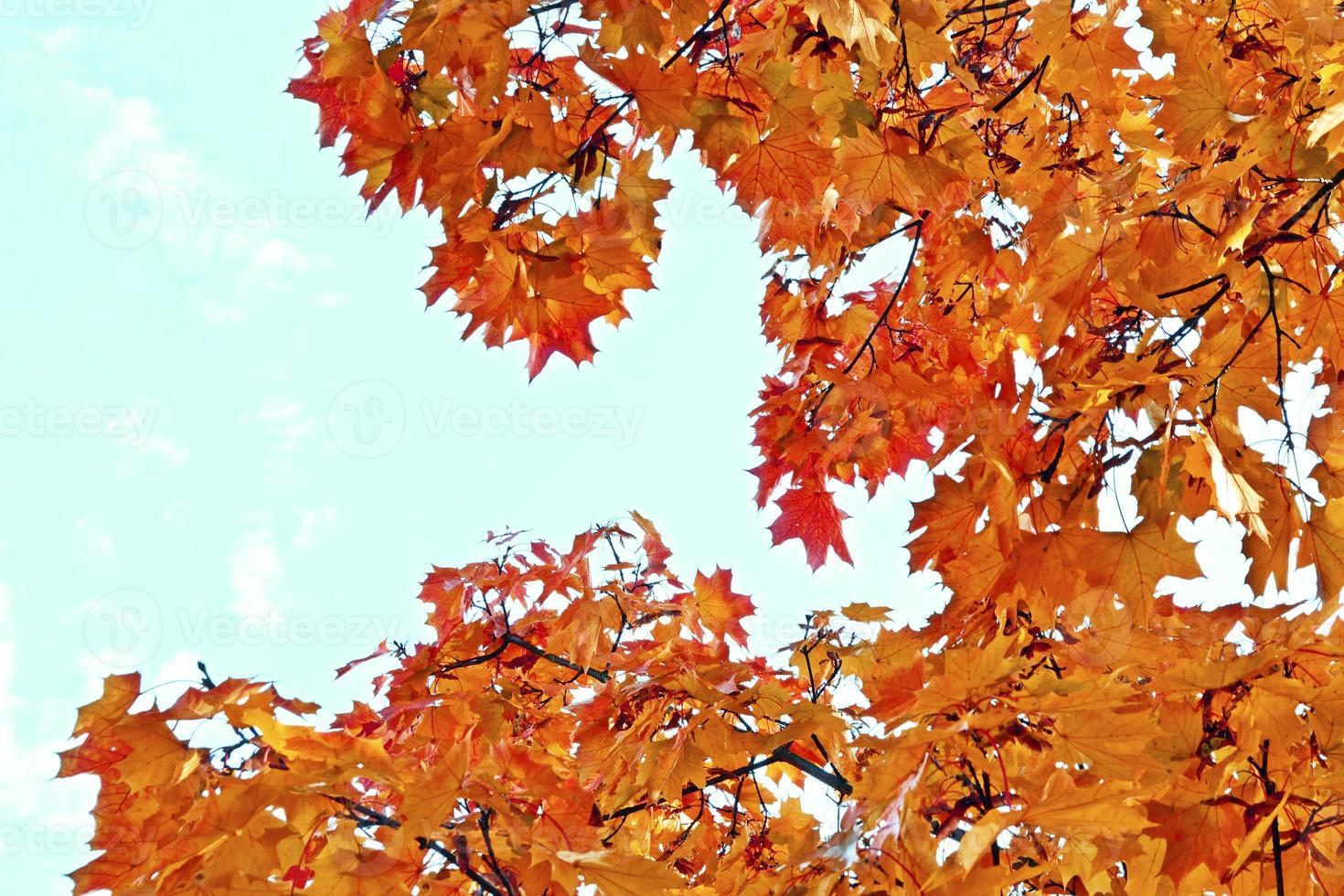 autumn landscape with bright colorful foliage. Indian summer. photo