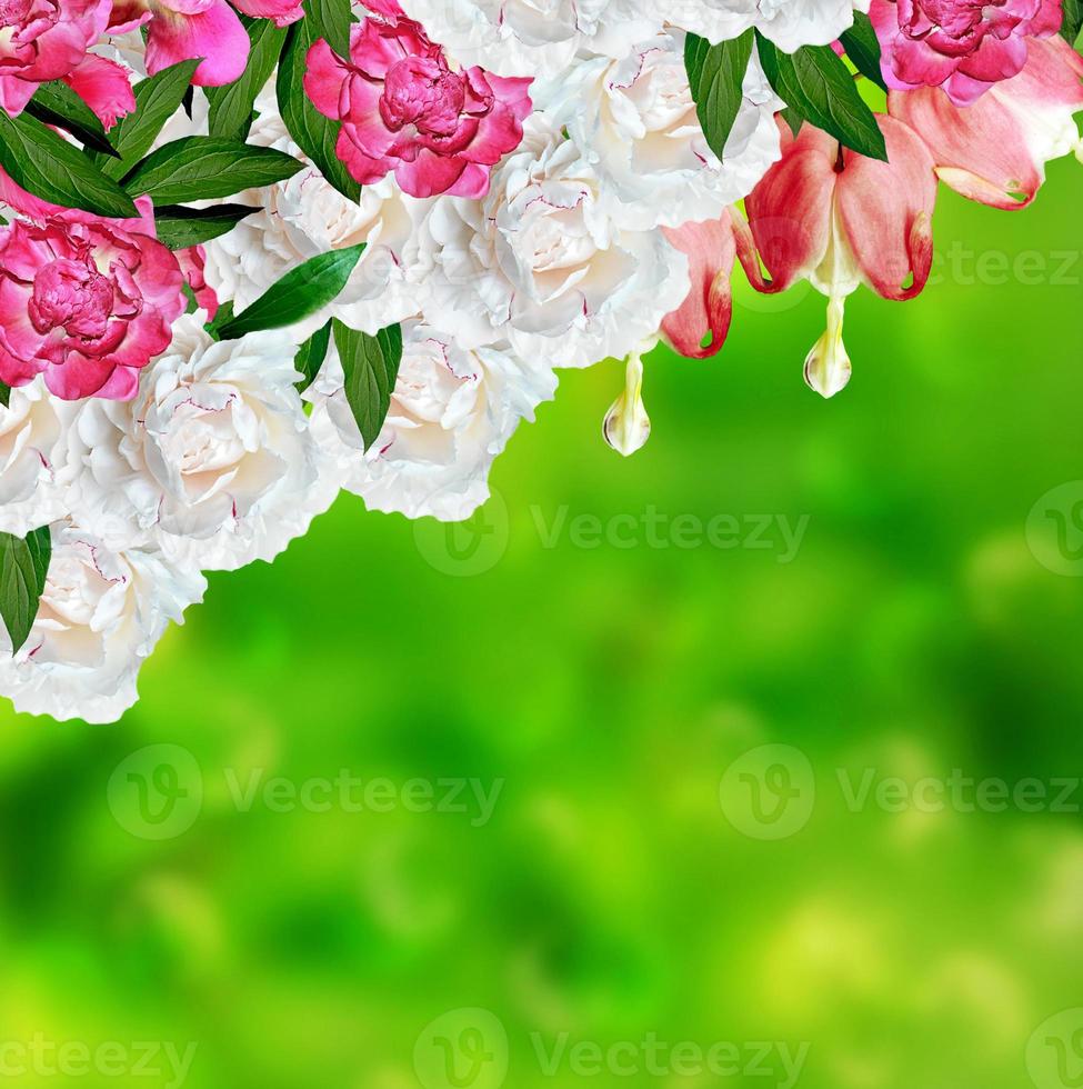 pink bleeding heart flower. peony photo