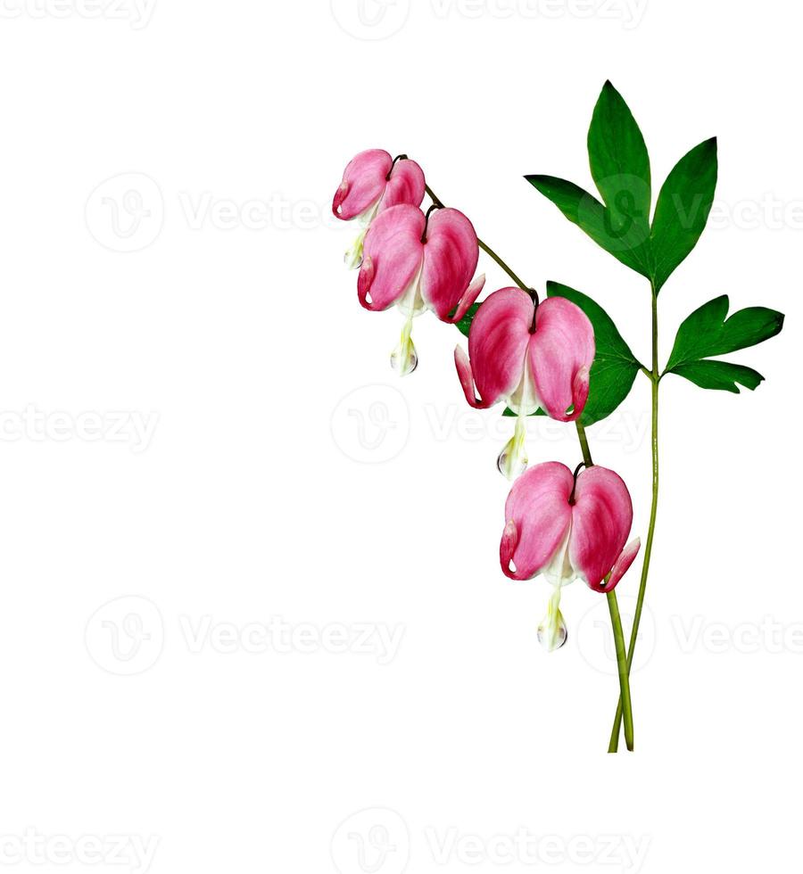 pink bleeding heart flower photo