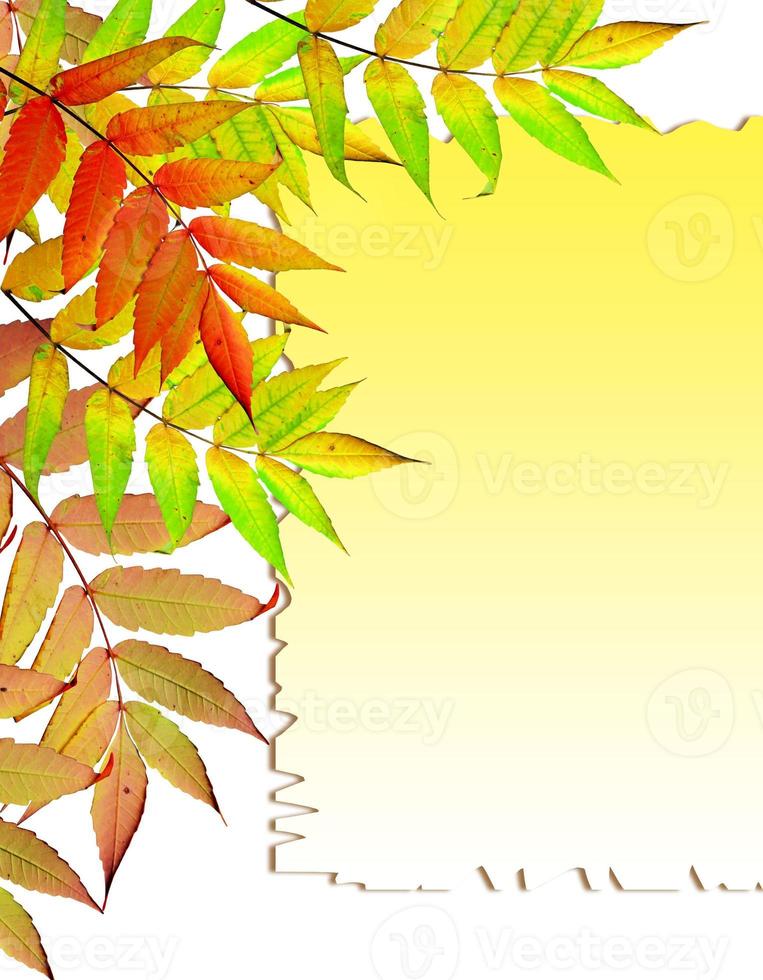 Colorful autumn foliage isolated on white background. Indian summer. photo