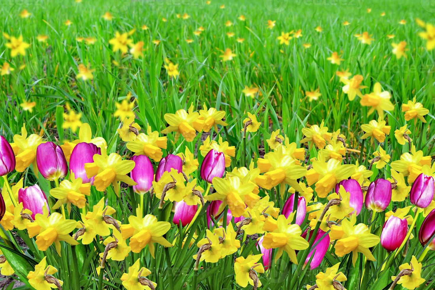 Spring flowers daffodils and tulips photo