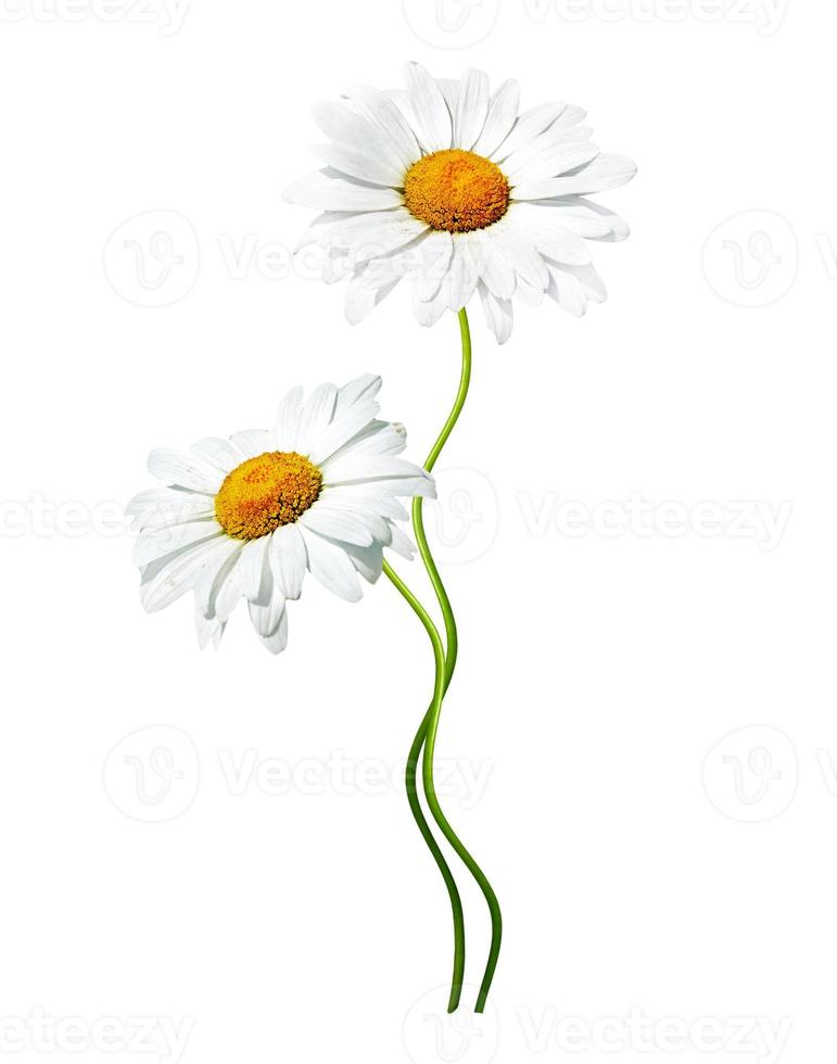 daisies summer  flower isolated on white background photo