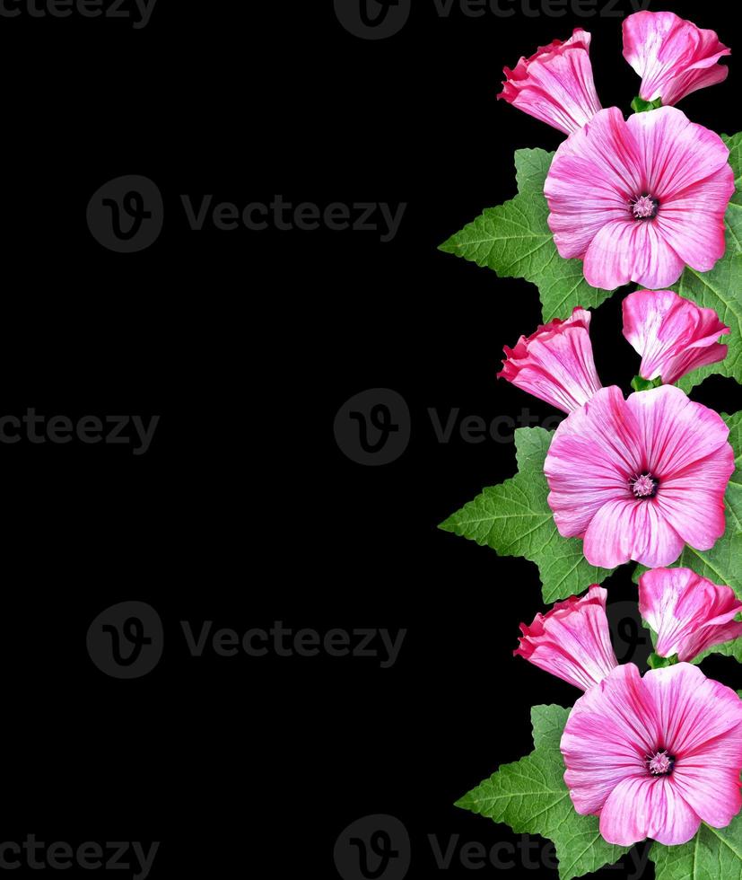 petunia flowers isolated on black background photo