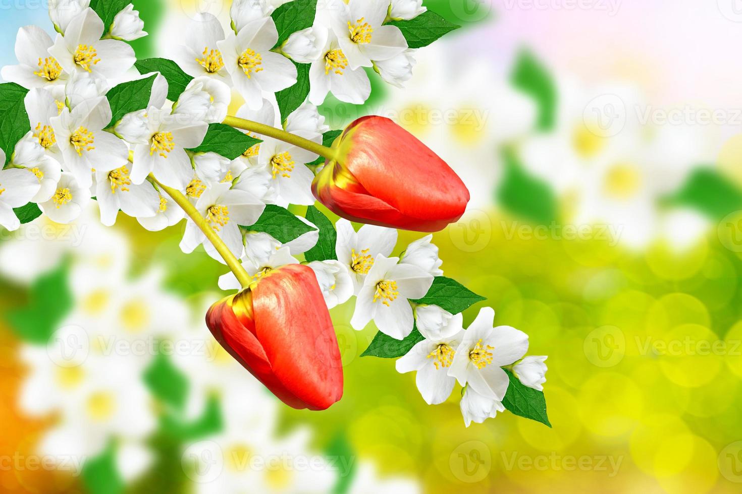 White jasmine The branch delicate spring flowers photo