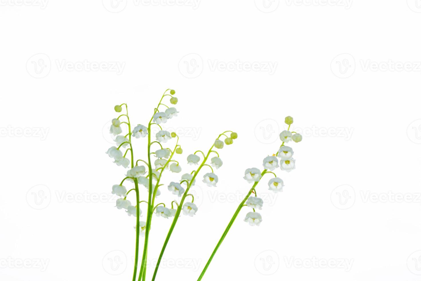 Lily of the valley flower on white background. photo