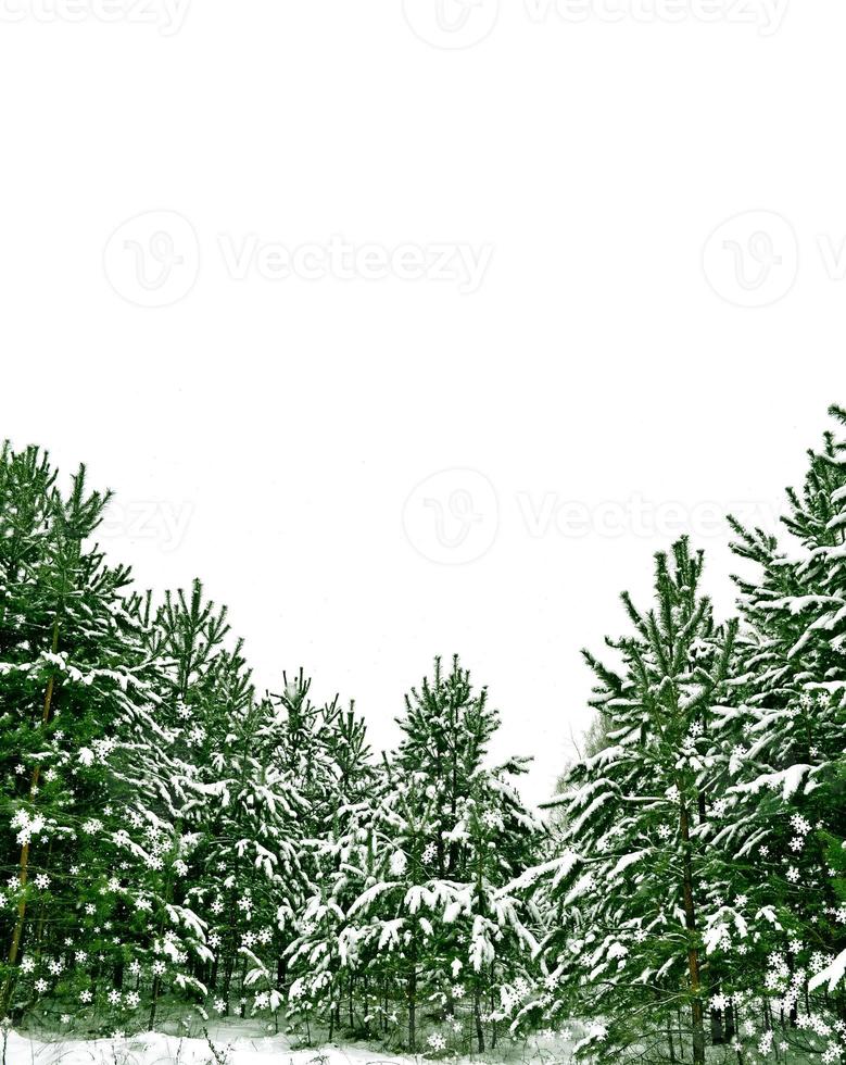 árboles cubiertos de nieve. abeto aislado sobre fondo blanco foto