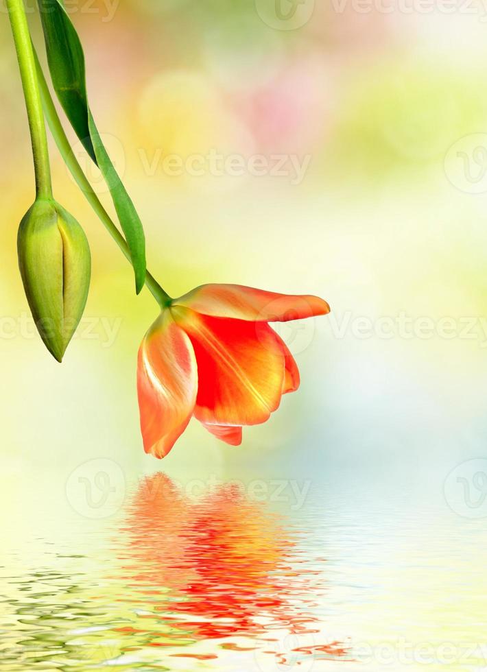 paisaje primaveral. hermosas flores de primavera tulipán 9895285 Foto de  stock en Vecteezy