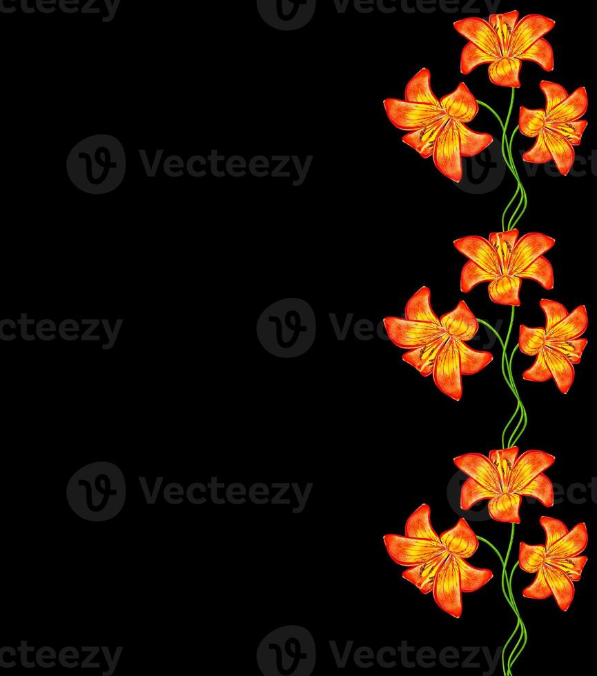 lily flower on a black background photo