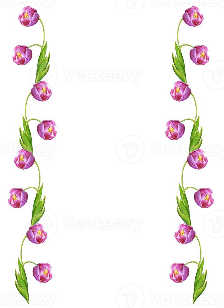 spring flowers tulips isolated on white background photo
