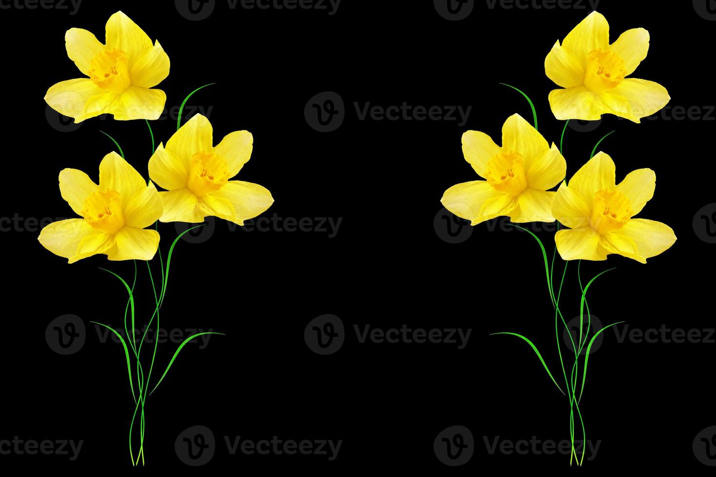 spring flowers narcissus photo