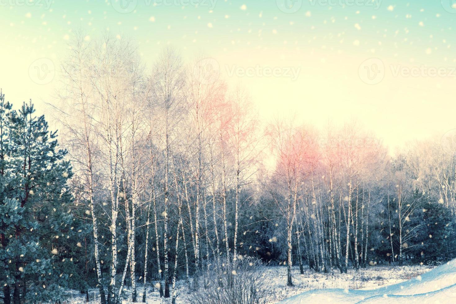 Frozen winter forest with snow covered trees. photo