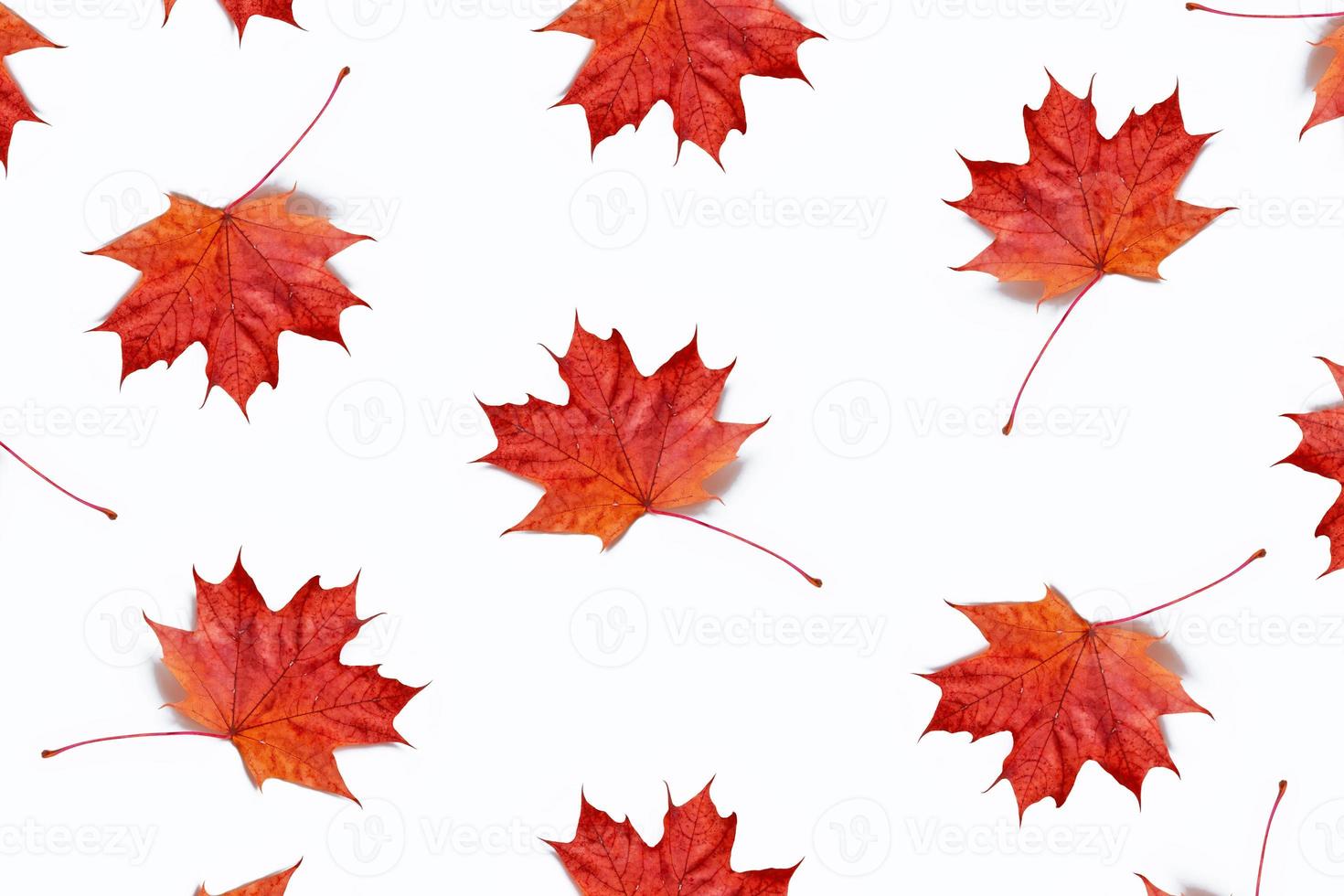 Bright colorful autumn leaves photo