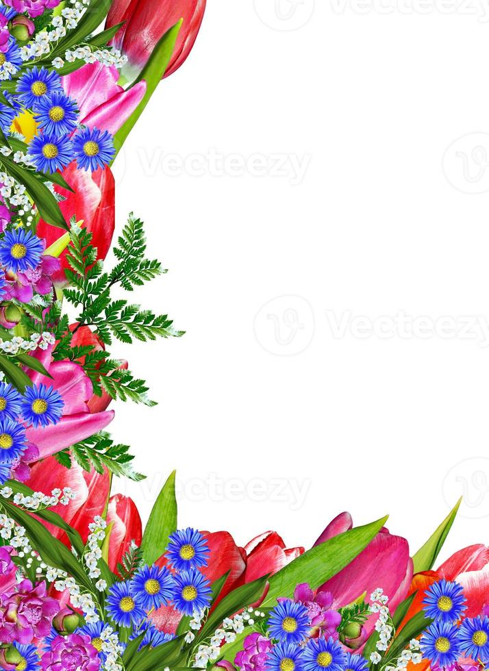 spring flowers tulips isolated on white background photo