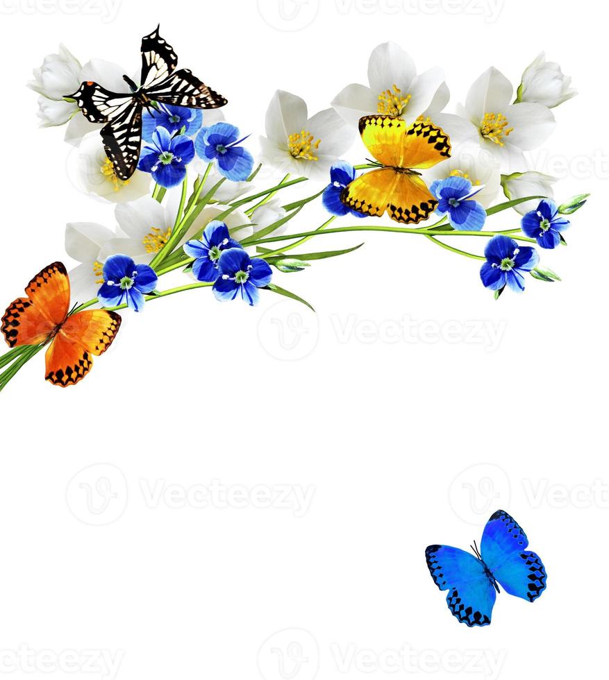 rama de flores de jazmín y mariposas foto