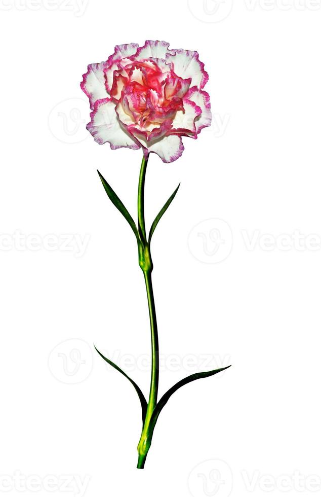 carnation flowers isolated on white background photo