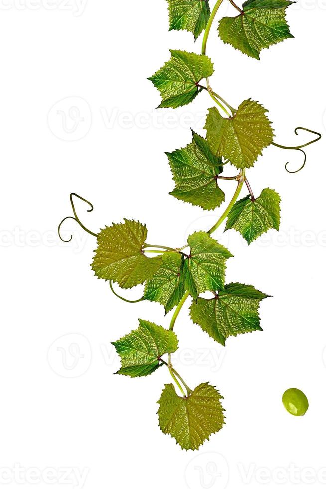 The branch of grapes isolated on white background. photo