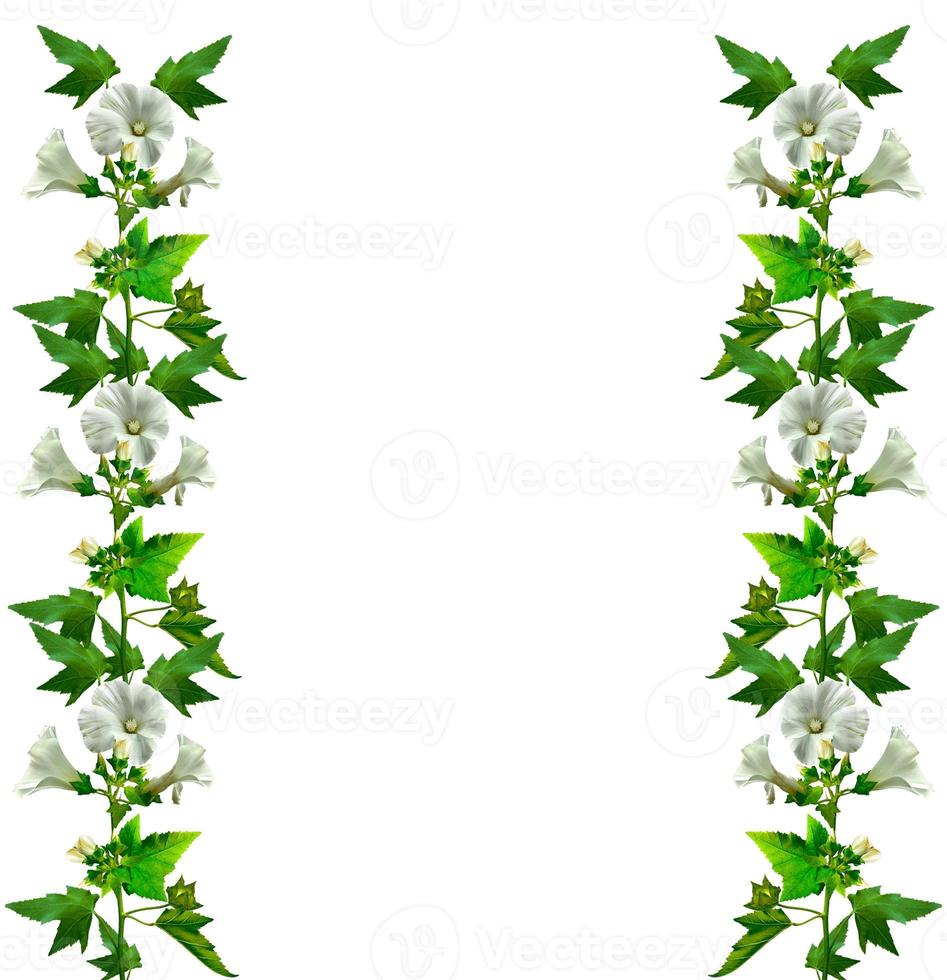 mallow flowers isolated on white background photo